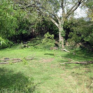 Africa-Southern Ground Hornbill Exhibit