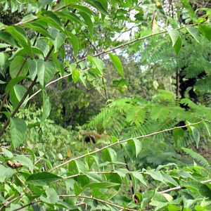 Africa-African Lions