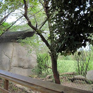 Africa-Serval Exhibit