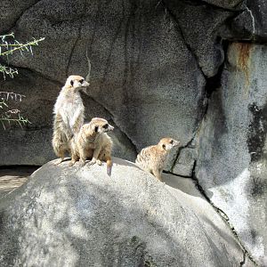 Africa-Meerkats
