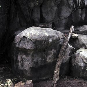 Africa-Meerkat Exhibit