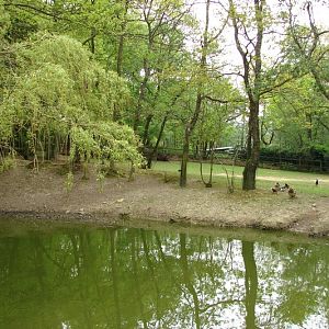 Coscoroba swans and tapirs exhibit