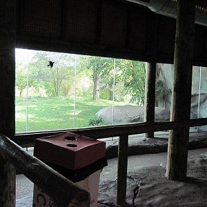 Africa-African Lion Viewing Shelter