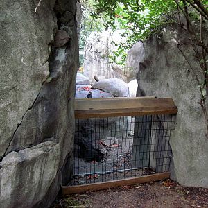 Africa-Meerkat Exhibit
