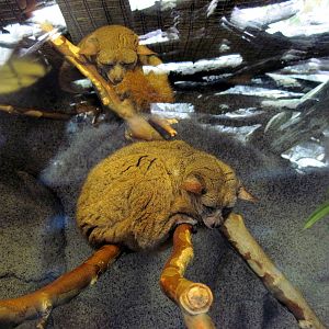 Africa-Greater Galago