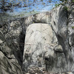 Africa-Masked Lovebird/Rock Hyrax Exhibit