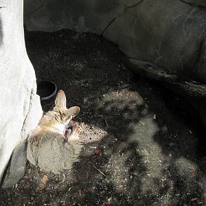 Africa-Bat-eared Fox