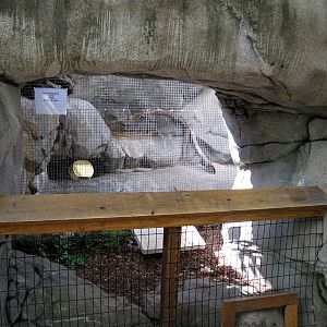 Africa-Black-footed Cat Exhibit