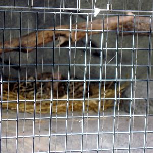 Africa-Black-footed Cats