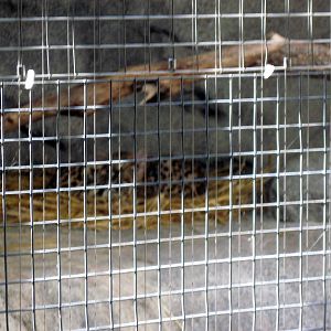 Africa-Black-footed Cats