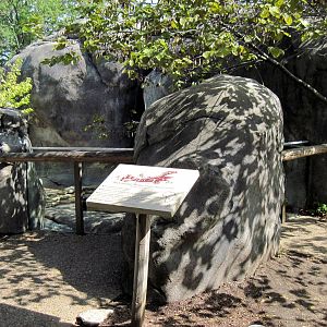 Africa-Black-throated Monitor Exhibit