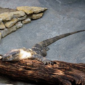 Africa-Black-throated Monitor