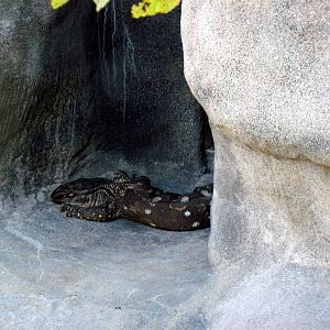 Africa-Black-throated Monitor