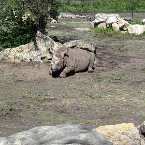 Africa-Black Rhinoceros