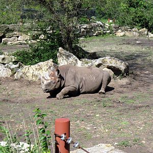 Africa-Black Rhinoceros