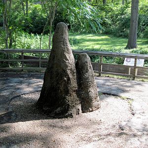 Africa-Chimpanzee Viewing Area