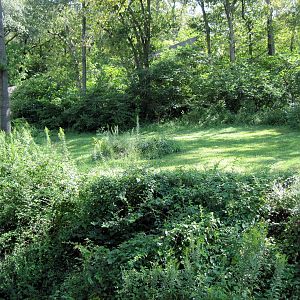 Africa-Chimpanzee Exhibit