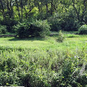 Africa-Chimpanzee Exhibit
