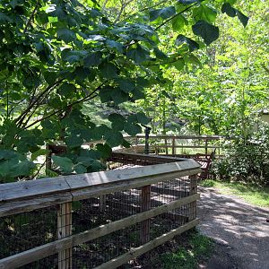 Africa-Chimpanzee Viewing Area