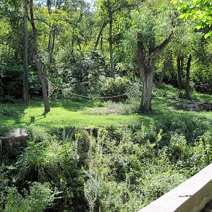 Africa-Chimpanzee Exhibit