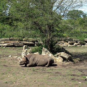 Africa-Black Rhinceros