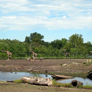 Africa-Masai Giraffe/Grant's Zebra/Ostrich/African Crowned Crane Exhibit