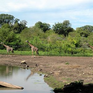 Africa-Masai Giraffes