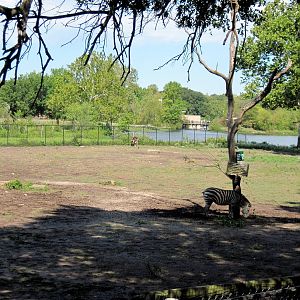 Africa-Grant's Zebra