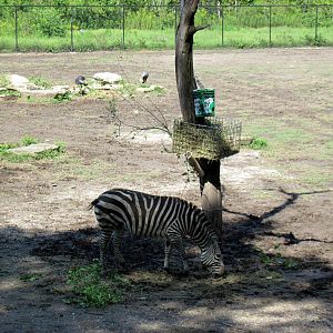 Africa-Grant's Zebra