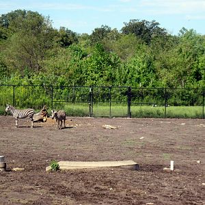 Africa-Grant's Zebras