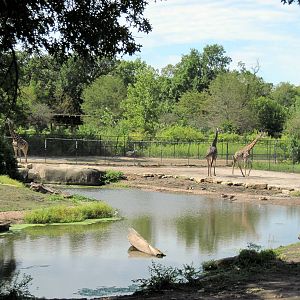 Africa-Masai GIraffes