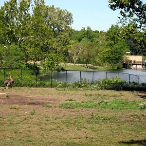 Africa-Masai Giraffe/Grant's Zebra/Ostrich/African Crowned Crane Exhibit