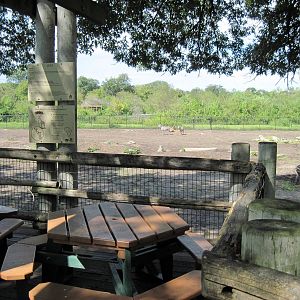Africa-Masai Giraffe/Grant's Zebra/Ostrich/African Crowned Crane Viewing De
