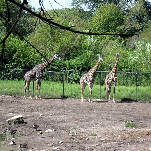 Affrica-Masai Giraffes