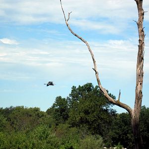 Wild Great Blue Heron