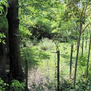 Africa-Secretary Bird Exhibit