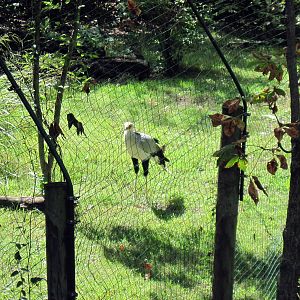Africa-Secretary Bird