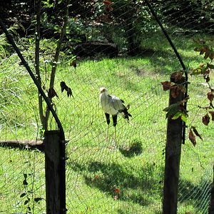 Africa-Secretary Bird