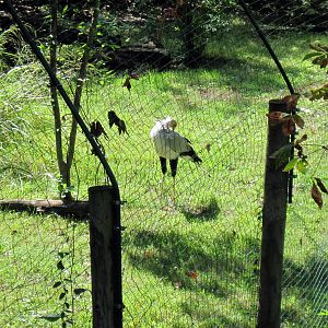 Africa-Secretary Bird
