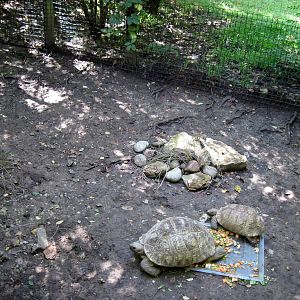 Africa-Leopard Tortoises
