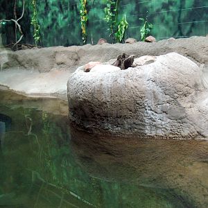 Africa-Slender-snouted Crocodile Exhibit