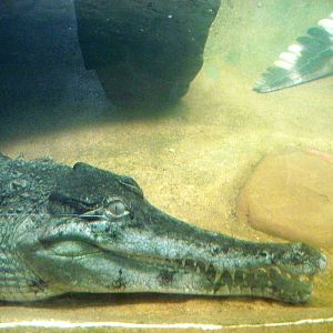 Africa-Slender-snouted Crocodile