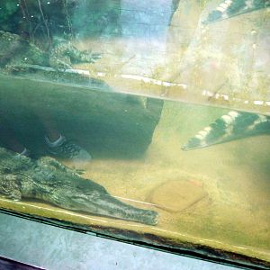 Africa-Slender-snouted Crocodile