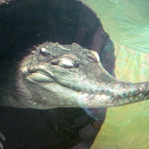 Africa-Slender-snouted Crocodile