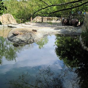 Africa-Nile Hippopotamus Exhibit