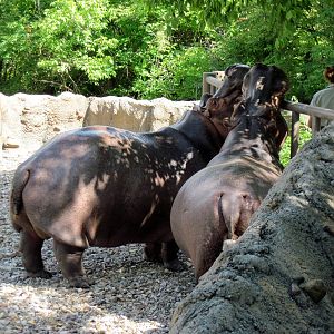 Africa-Nile Hippopotamuses