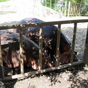 Africa-Nile Hippopotamuses