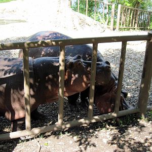 Africa-Nile Hippopotamuses