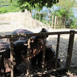 Africa-Nile Hippopotamuses