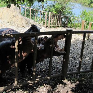 Africa-Nile Hippopotamuses